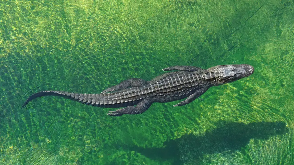 Alligator Dream- Meaning, Interpretationand Symbolism
