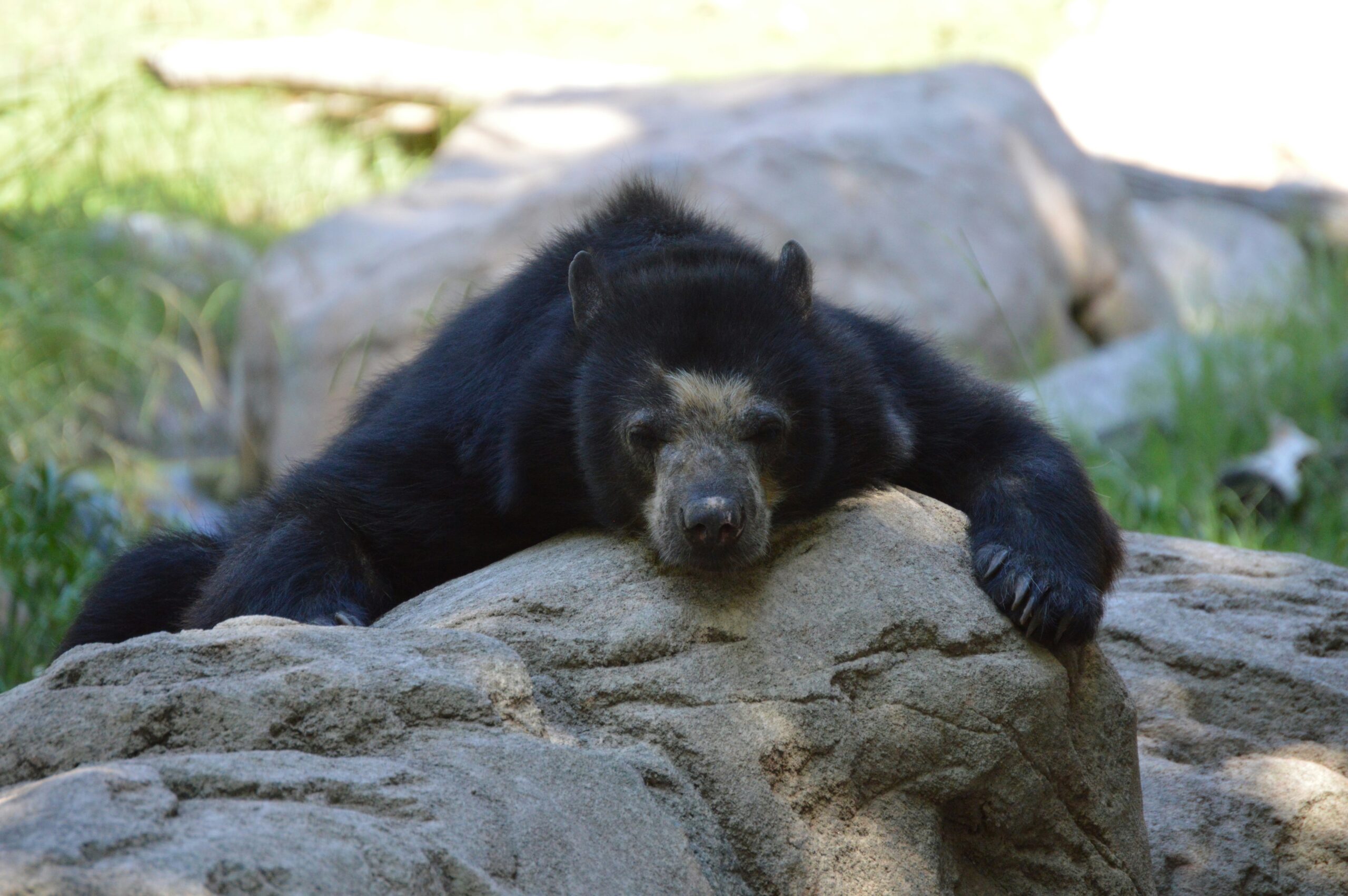 dream about black bear
